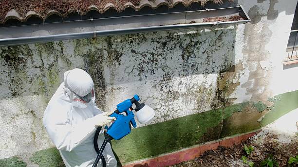Mold Removal service in Neelyton